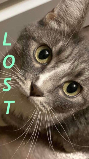 Little Girl MeowMeow is Lost