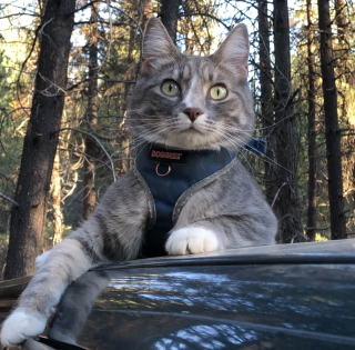 MeowMeow on the truck